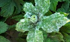 Făinarea căpșunului Făinarea căpșunului